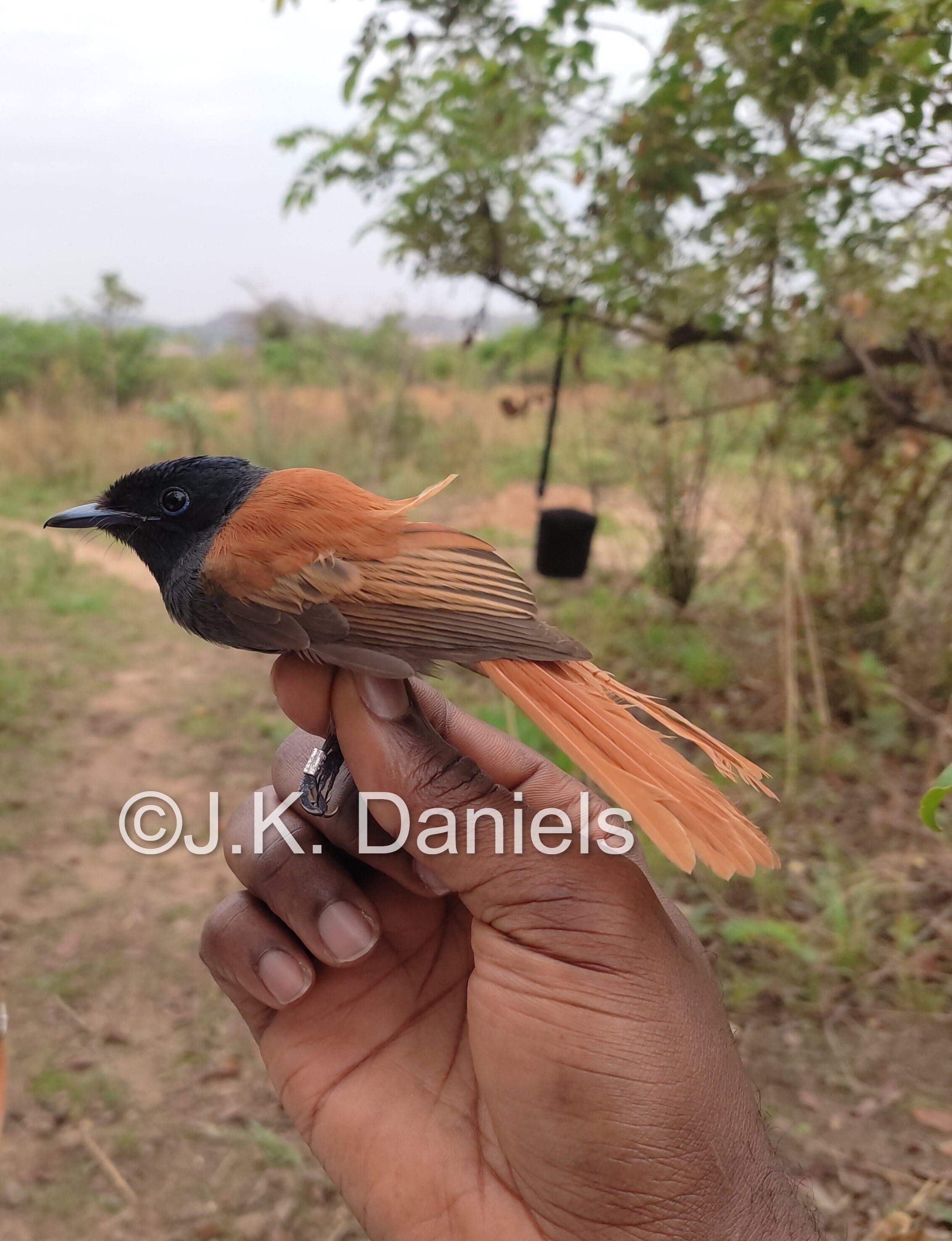 African Paradise-Flycatcher